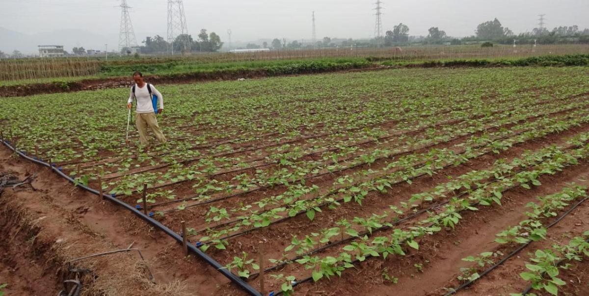 A Sustainable Model for WaterSaving Irrigation in Yuanmou County